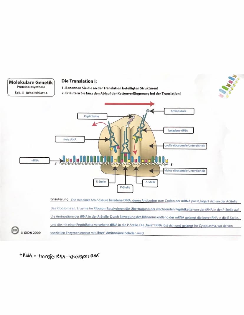 Molekulare Genetik
Proteinbiosynthese
Sek.II Arbeitsblatt 4
mRNA
ⒸGIDA 2009
5'
Die Translation 1:
1. Benennen Sie die an der Translation bet