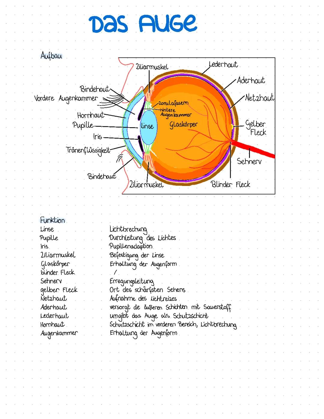 Auge Aufbau und Funktion