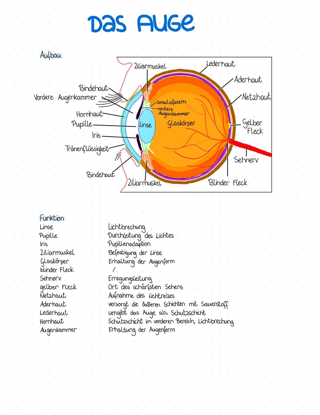 Aufbau
Das Auge
Bindehaut
Vordere Augenkammer.
Hornhaut
Pupille-
Funktion
Linse
Pupille
Iris.
2iliarmuskel
Glaskörper
blinder Fleck
Sehnerv
