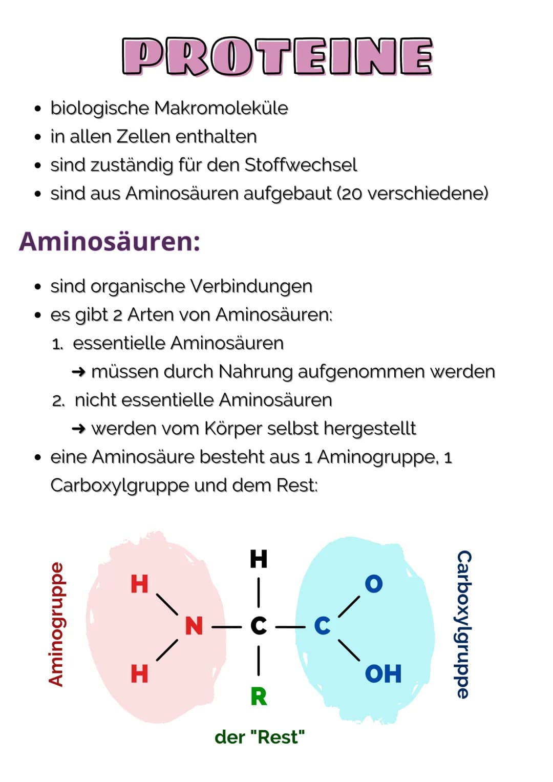 ●
biologische Makromoleküle
• in allen Zellen enthalten
• sind zuständig für den Stoffwechsel
• sind aus Aminosäuren aufgebaut (20 verschied