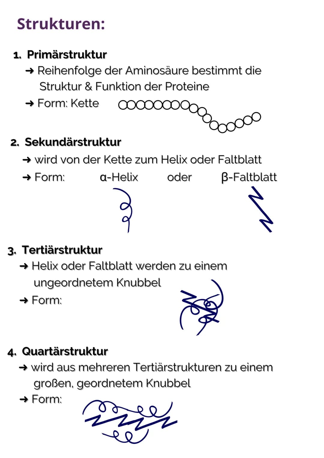 ●
biologische Makromoleküle
• in allen Zellen enthalten
• sind zuständig für den Stoffwechsel
• sind aus Aminosäuren aufgebaut (20 verschied