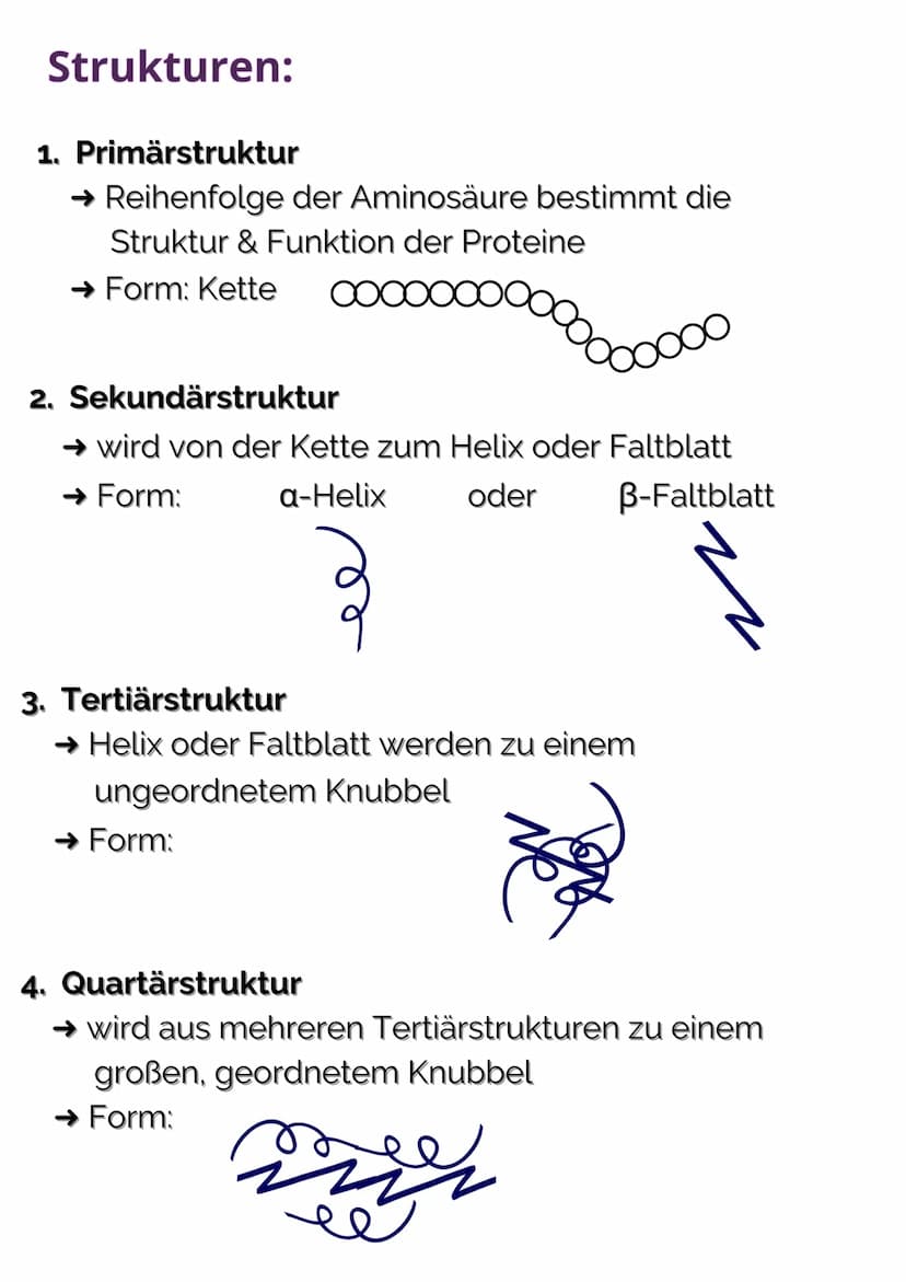 ●
biologische Makromoleküle
• in allen Zellen enthalten
• sind zuständig für den Stoffwechsel
• sind aus Aminosäuren aufgebaut (20 verschied
