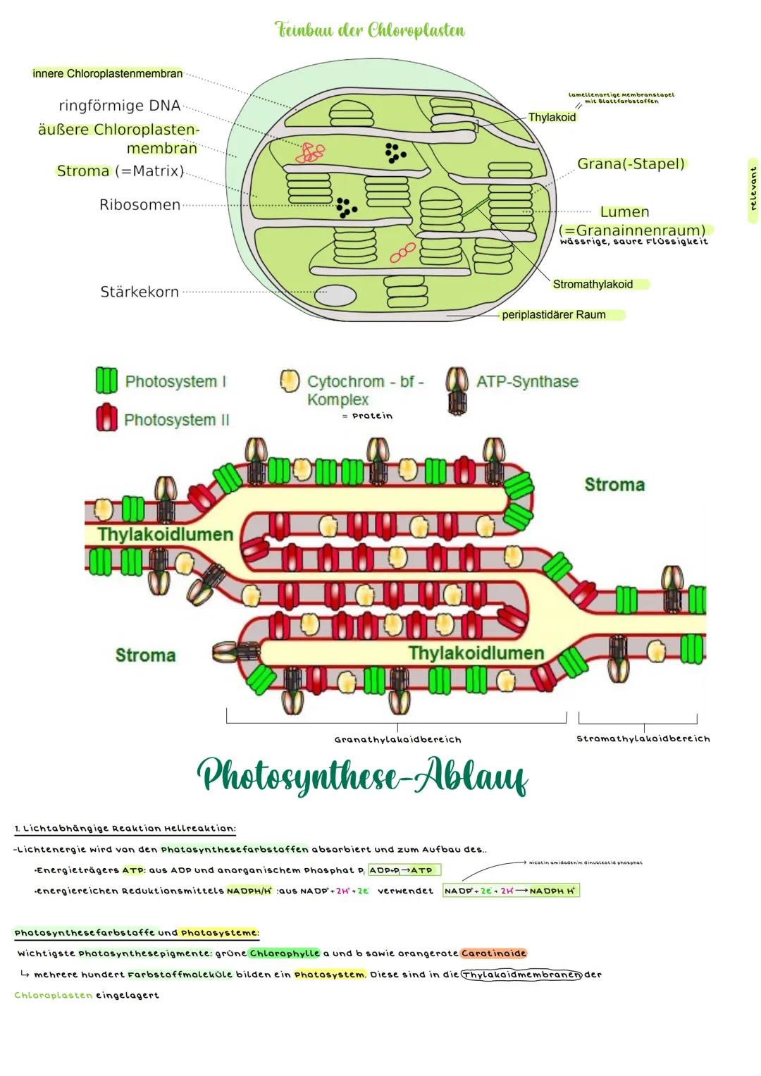 innere Chloroplastenmembran

ringförmige DNA

äußere Chloroplasten-
membran

Stroma (Matrix)

Ribosomen

Stärkekorn

Feinbau der Chloroplast