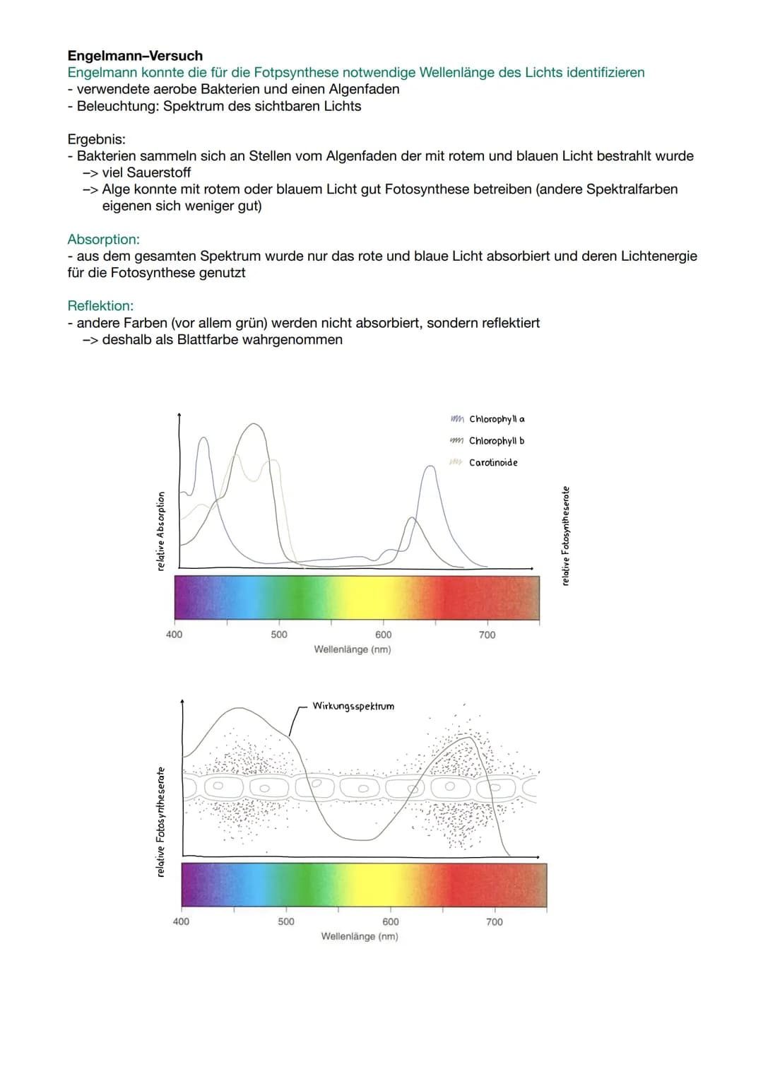 RGT-Regel:
●
Reaktionsgeschwindigkeit-Temperatur-Regel
Temperaturerhöhung steigert Stoffwechselleistung
• Absenkung der Temperatur Verlangsa