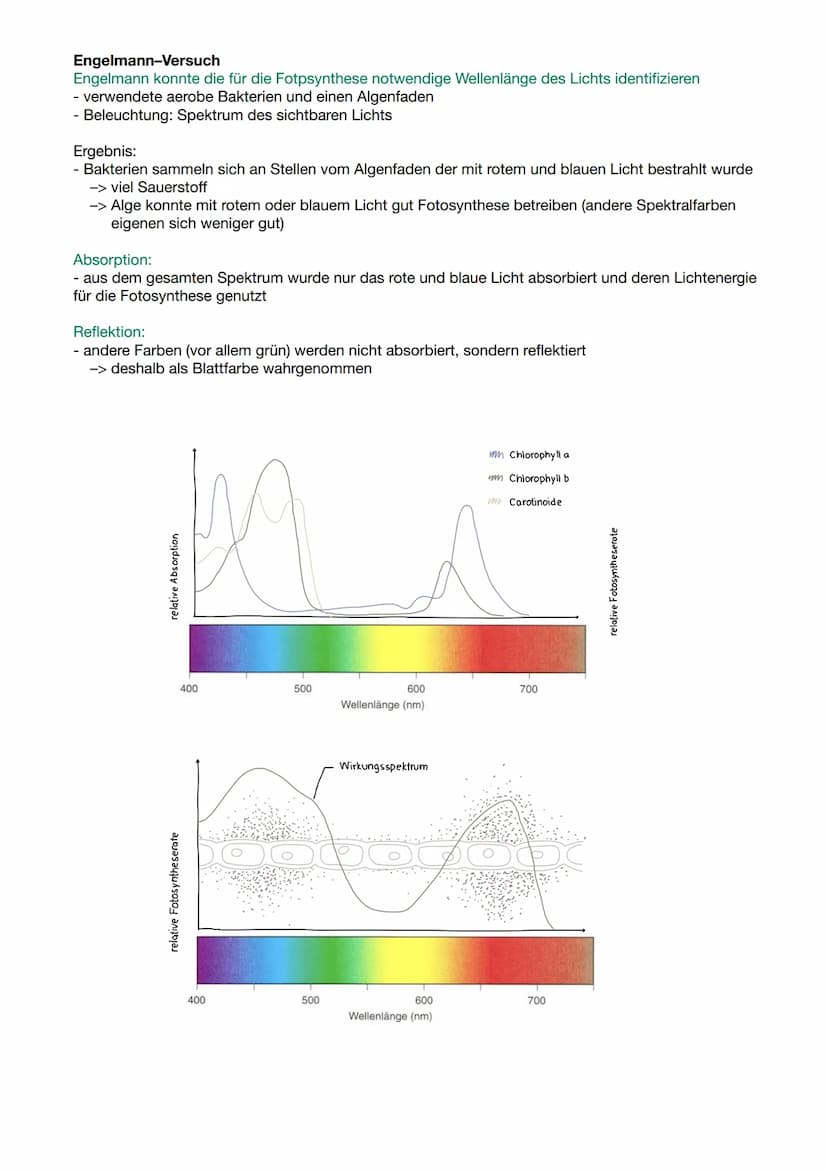 RGT-Regel:
●
Reaktionsgeschwindigkeit-Temperatur-Regel
Temperaturerhöhung steigert Stoffwechselleistung
• Absenkung der Temperatur Verlangsa