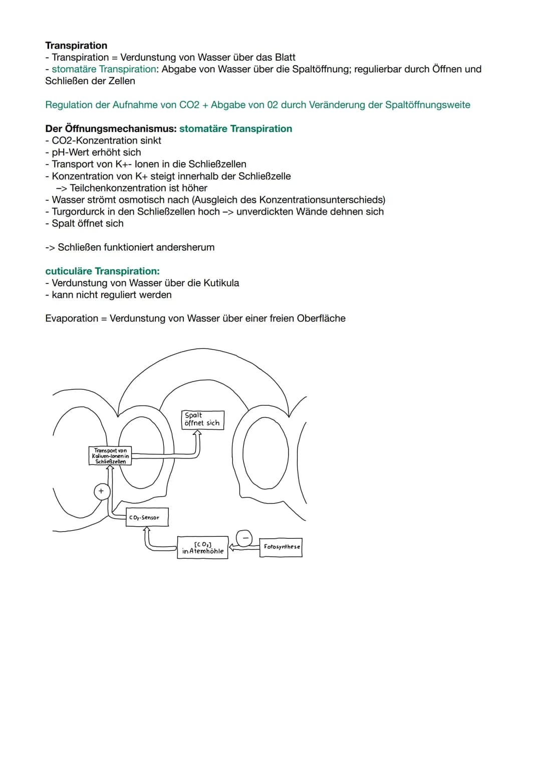 RGT-Regel:
●
Reaktionsgeschwindigkeit-Temperatur-Regel
Temperaturerhöhung steigert Stoffwechselleistung
• Absenkung der Temperatur Verlangsa