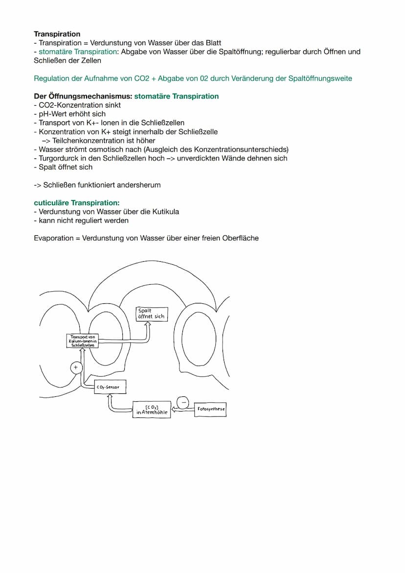 RGT-Regel:
●
Reaktionsgeschwindigkeit-Temperatur-Regel
Temperaturerhöhung steigert Stoffwechselleistung
• Absenkung der Temperatur Verlangsa