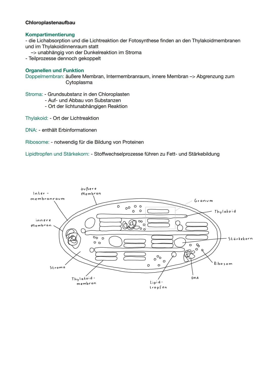 RGT-Regel:
●
Reaktionsgeschwindigkeit-Temperatur-Regel
Temperaturerhöhung steigert Stoffwechselleistung
• Absenkung der Temperatur Verlangsa