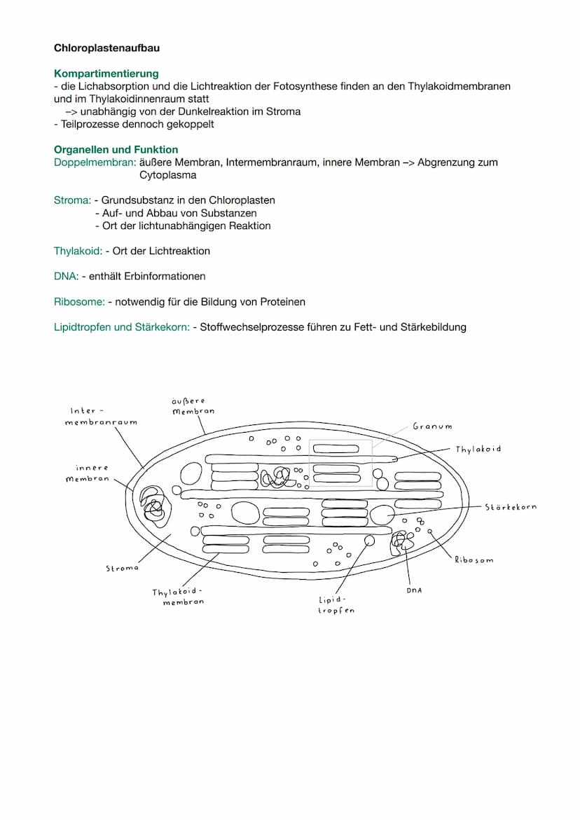 RGT-Regel:
●
Reaktionsgeschwindigkeit-Temperatur-Regel
Temperaturerhöhung steigert Stoffwechselleistung
• Absenkung der Temperatur Verlangsa
