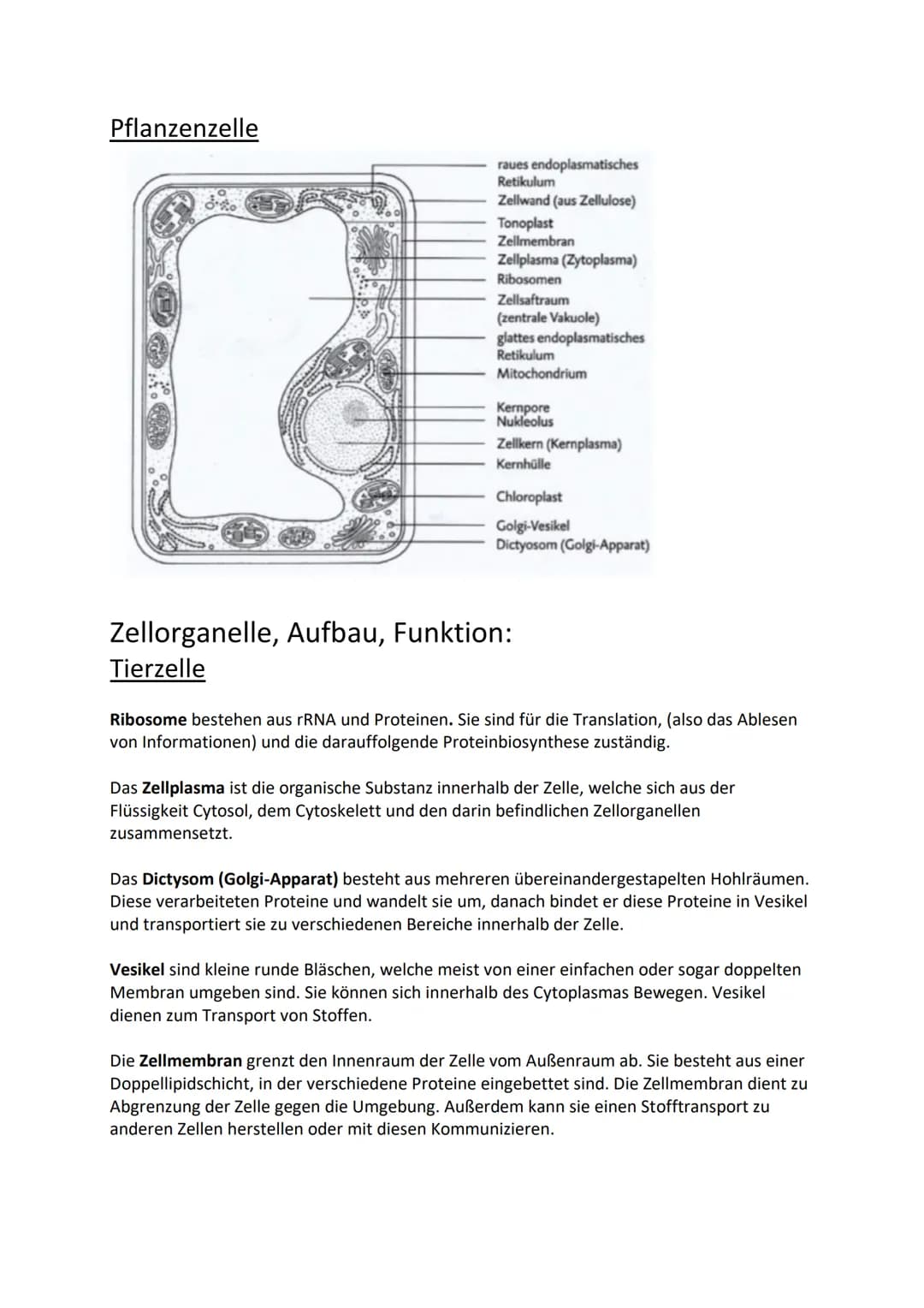 Zellen. Die Grundbausteine jedes Lebewesens, welche sich in Form, Größe
und Funktion unterscheiden. Doch was unterscheidet sie genau und was