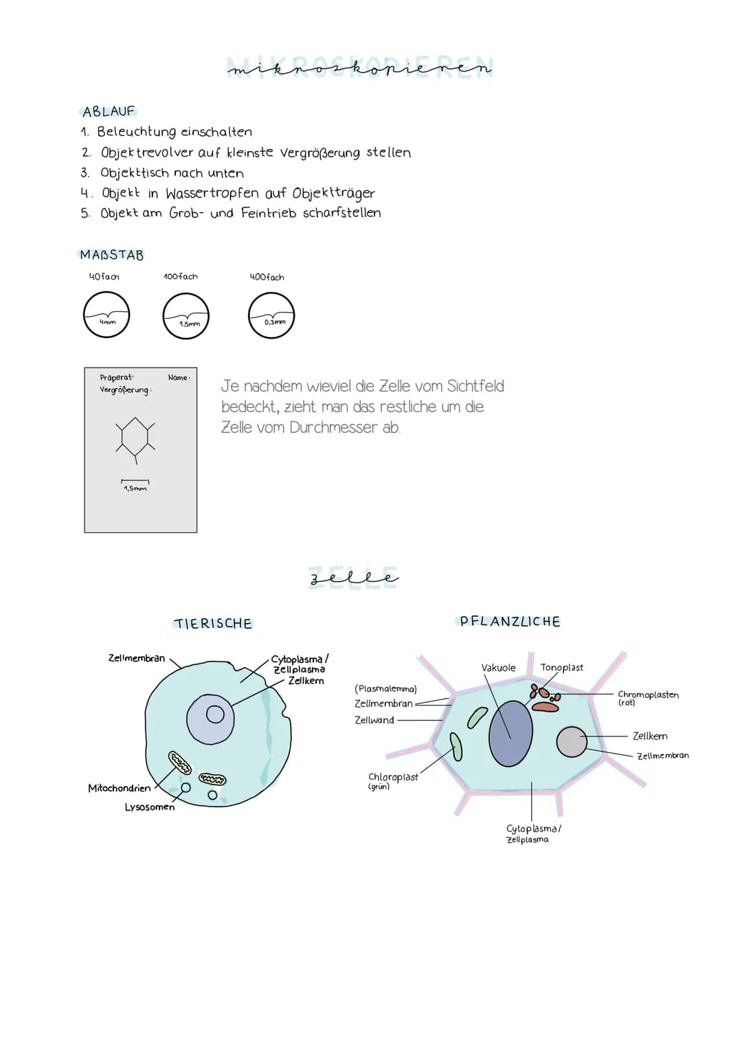 Lösung AB Osmose"
hypertonische Umgebung
(konzentrierter als innen)
außen
Durch den Wasserverlust
schrumpft der Zellkörper; die
Zellmembran 