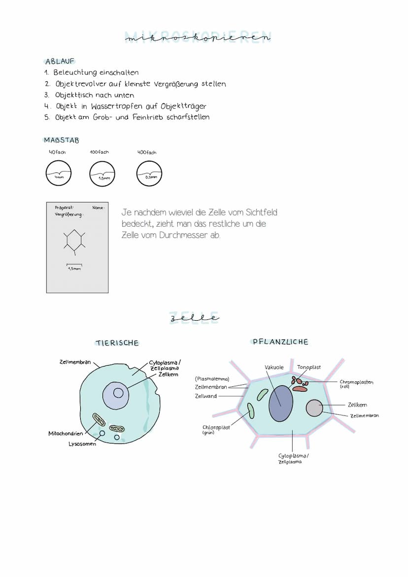 Lösung AB Osmose"
hypertonische Umgebung
(konzentrierter als innen)
außen
Durch den Wasserverlust
schrumpft der Zellkörper; die
Zellmembran 