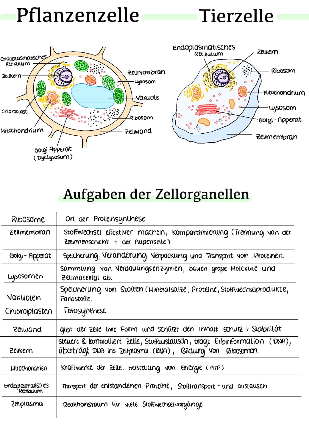 Tierzelle/Pflanzenzelle, Aufgaben der Zellorganellen 