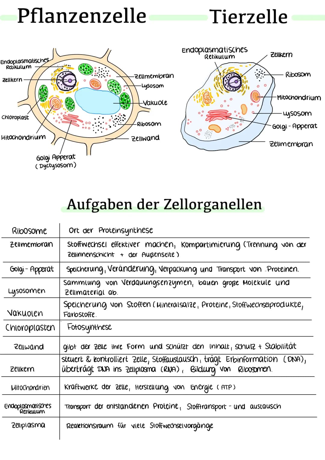 Pflanzenzelle
Endoplasmatisches
Retikulum
Zellkern
Chloroplast
Mitochondrium
Golgi Apperat
(Dyctysosom)
www.
Zellwand
Zellkern
Vakuolen
Chlo