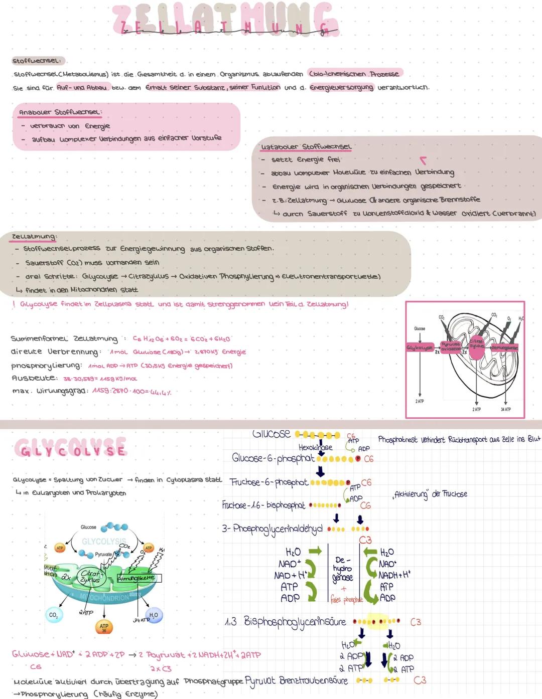 # ZELLATHUNG

Stoffwechsel
Stoffwechsel (Metabolismus) ist die Gesamtheit d. in einem Organismus ablaufenden (bio-Icnemischen Prozesse
Sie s