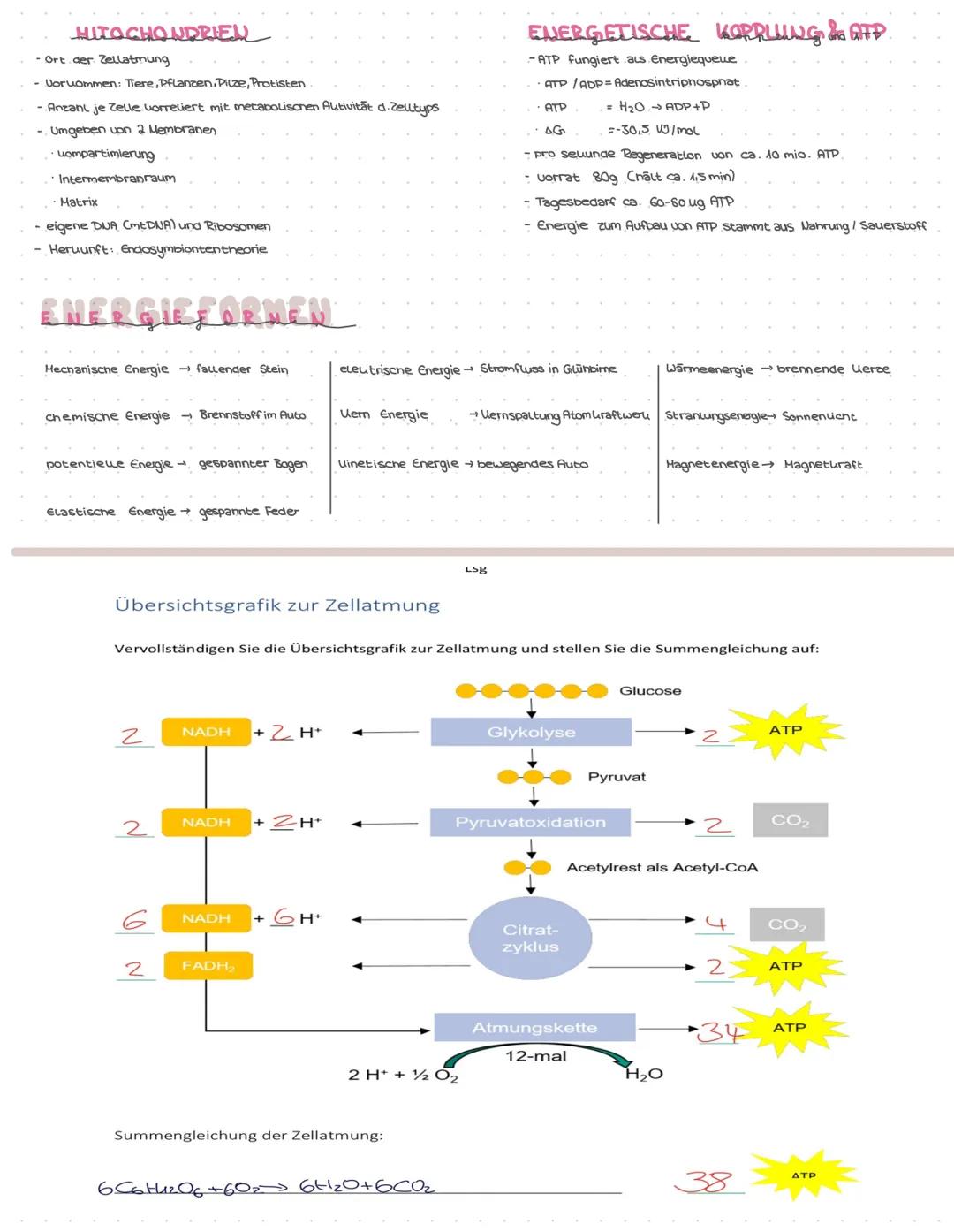 # ZELLATHUNG

Stoffwechsel
Stoffwechsel (Metabolismus) ist die Gesamtheit d. in einem Organismus ablaufenden (bio-Icnemischen Prozesse
Sie s