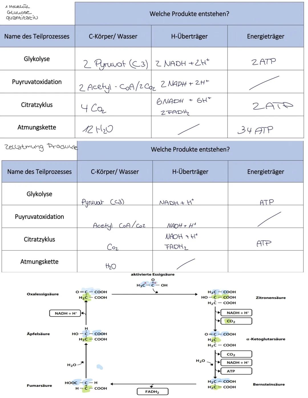 # ZELLATHUNG

Stoffwechsel
Stoffwechsel (Metabolismus) ist die Gesamtheit d. in einem Organismus ablaufenden (bio-Icnemischen Prozesse
Sie s