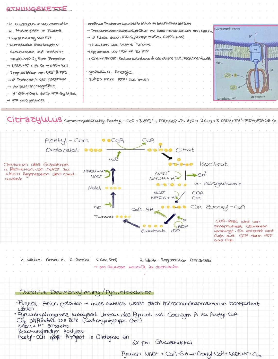 # ZELLATHUNG

Stoffwechsel
Stoffwechsel (Metabolismus) ist die Gesamtheit d. in einem Organismus ablaufenden (bio-Icnemischen Prozesse
Sie s