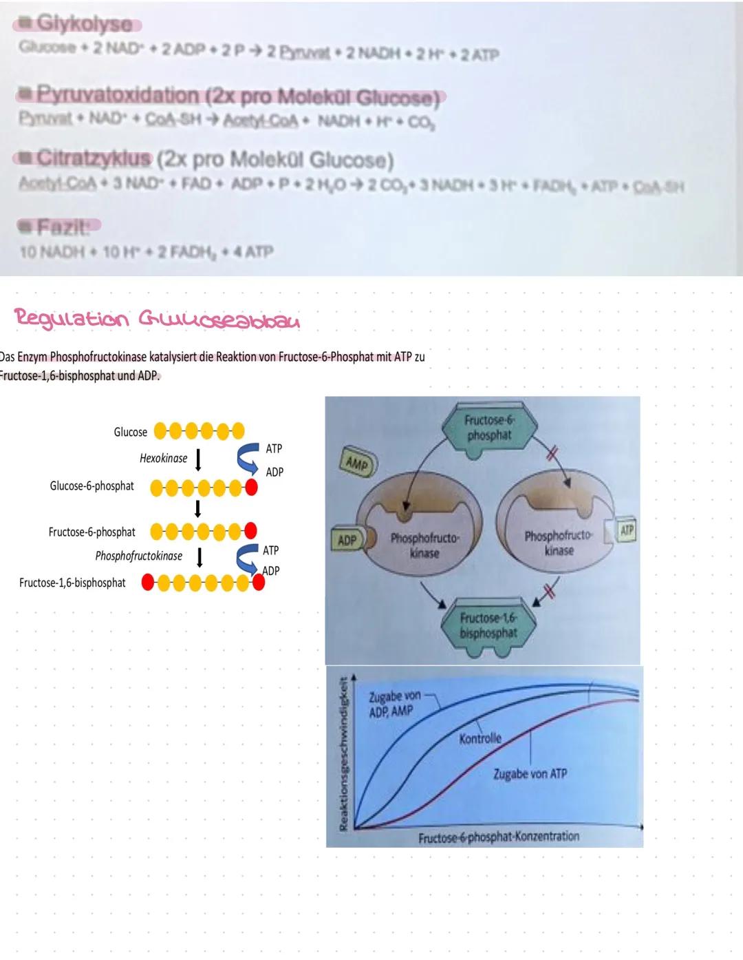 # ZELLATHUNG

Stoffwechsel
Stoffwechsel (Metabolismus) ist die Gesamtheit d. in einem Organismus ablaufenden (bio-Icnemischen Prozesse
Sie s