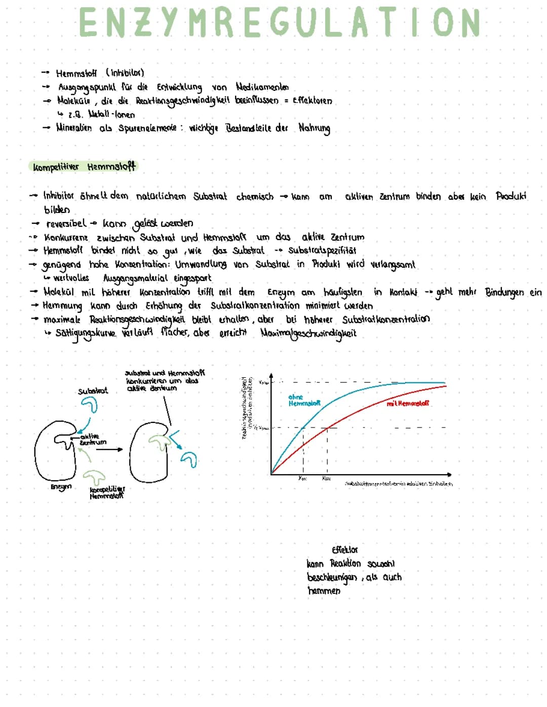 Enzymregulation 
