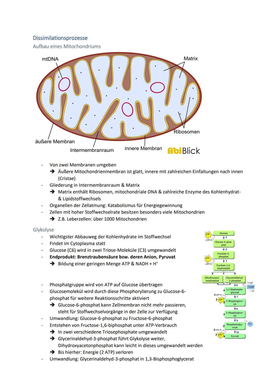 Dissimilationsprozesse
Aufbau eines Mitochondriums
AVURD
mtDNA
äußere Membran
Intermembranraum
innere Membran
Glykolyse
Matrix
Ribosomen
Abi