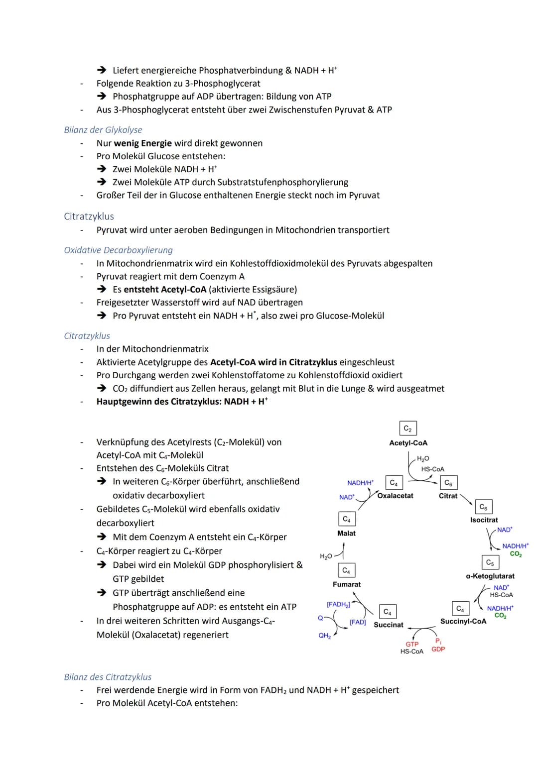 Dissimilationsprozesse
Aufbau eines Mitochondriums
AVURD
mtDNA
äußere Membran
Intermembranraum
innere Membran
Glykolyse
Matrix
Ribosomen
Abi