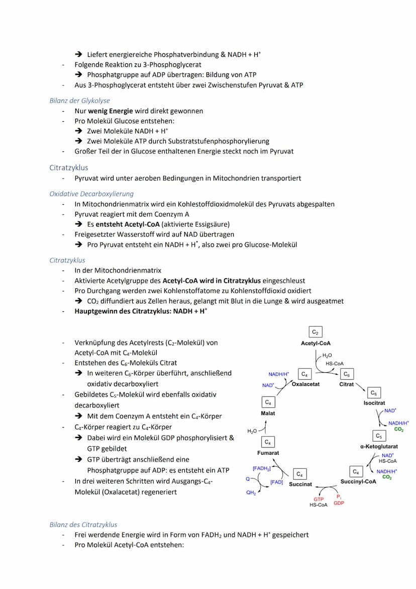 Dissimilationsprozesse
Aufbau eines Mitochondriums
AVURD
mtDNA
äußere Membran
Intermembranraum
innere Membran
Glykolyse
Matrix
Ribosomen
Abi