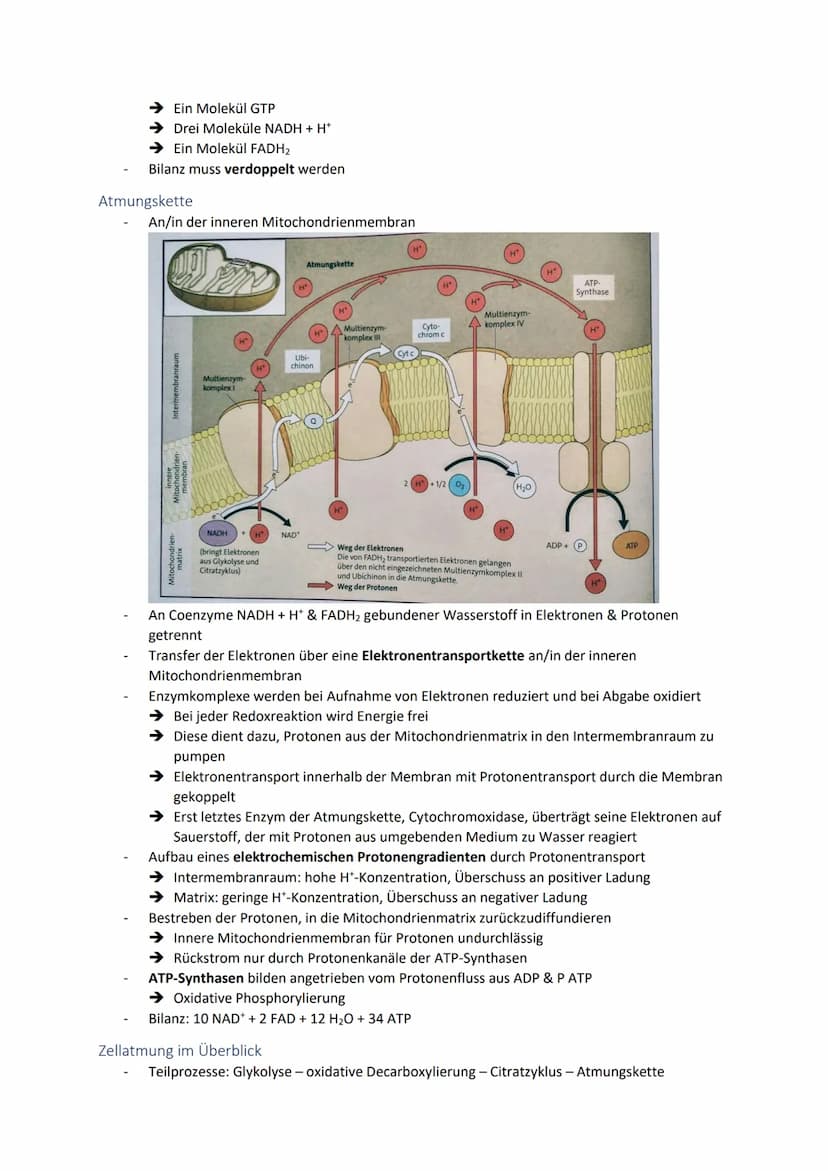 Dissimilationsprozesse
Aufbau eines Mitochondriums
AVURD
mtDNA
äußere Membran
Intermembranraum
innere Membran
Glykolyse
Matrix
Ribosomen
Abi