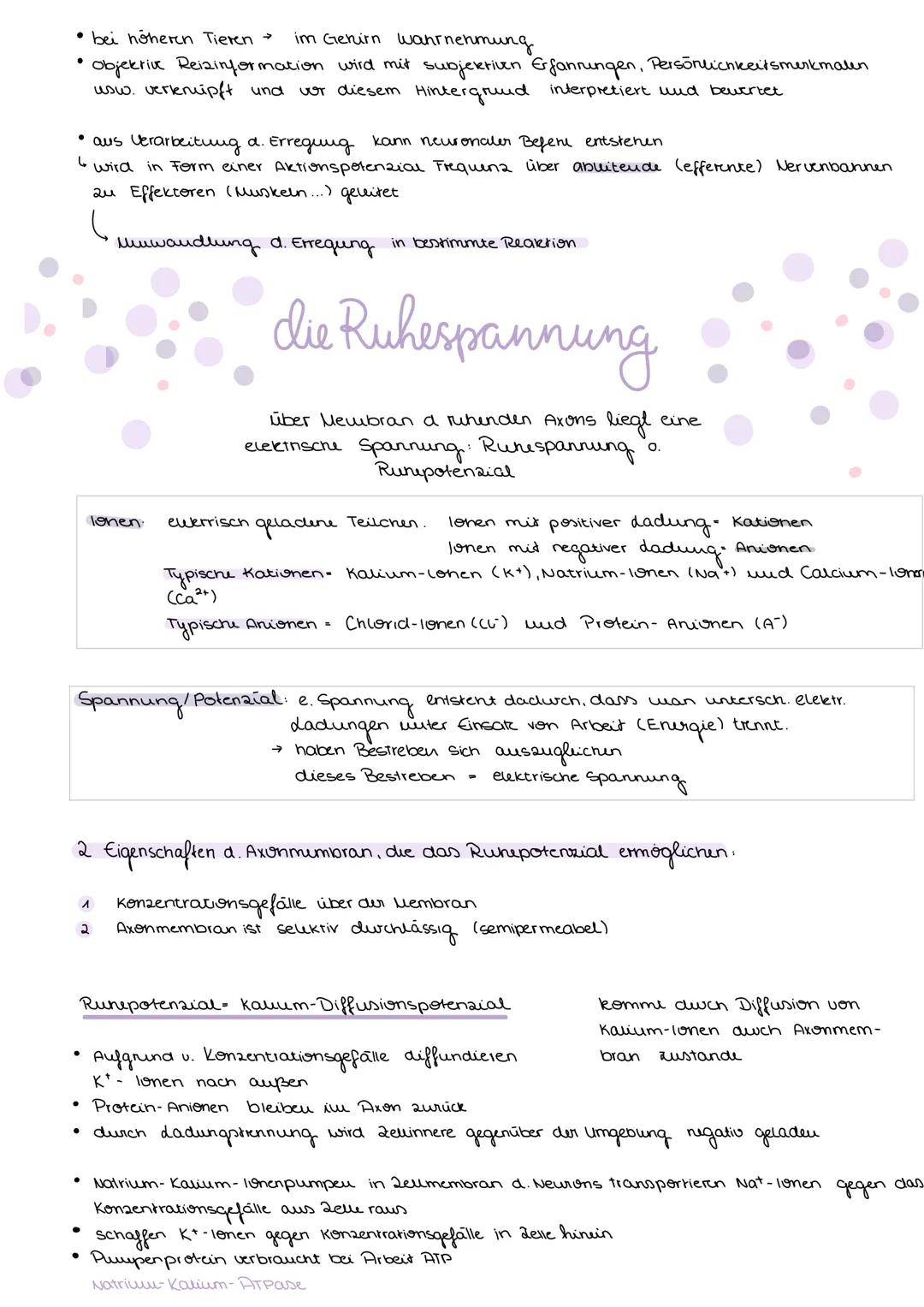 neuron & nerv
Skizze einer nervenzelle
Zellkern
-Deudriten
Axon
Ахопыйдел
●
Endknöpfchen
Schwannsche Zelle
baw. Ranvierscher Schnür-
ring
RI