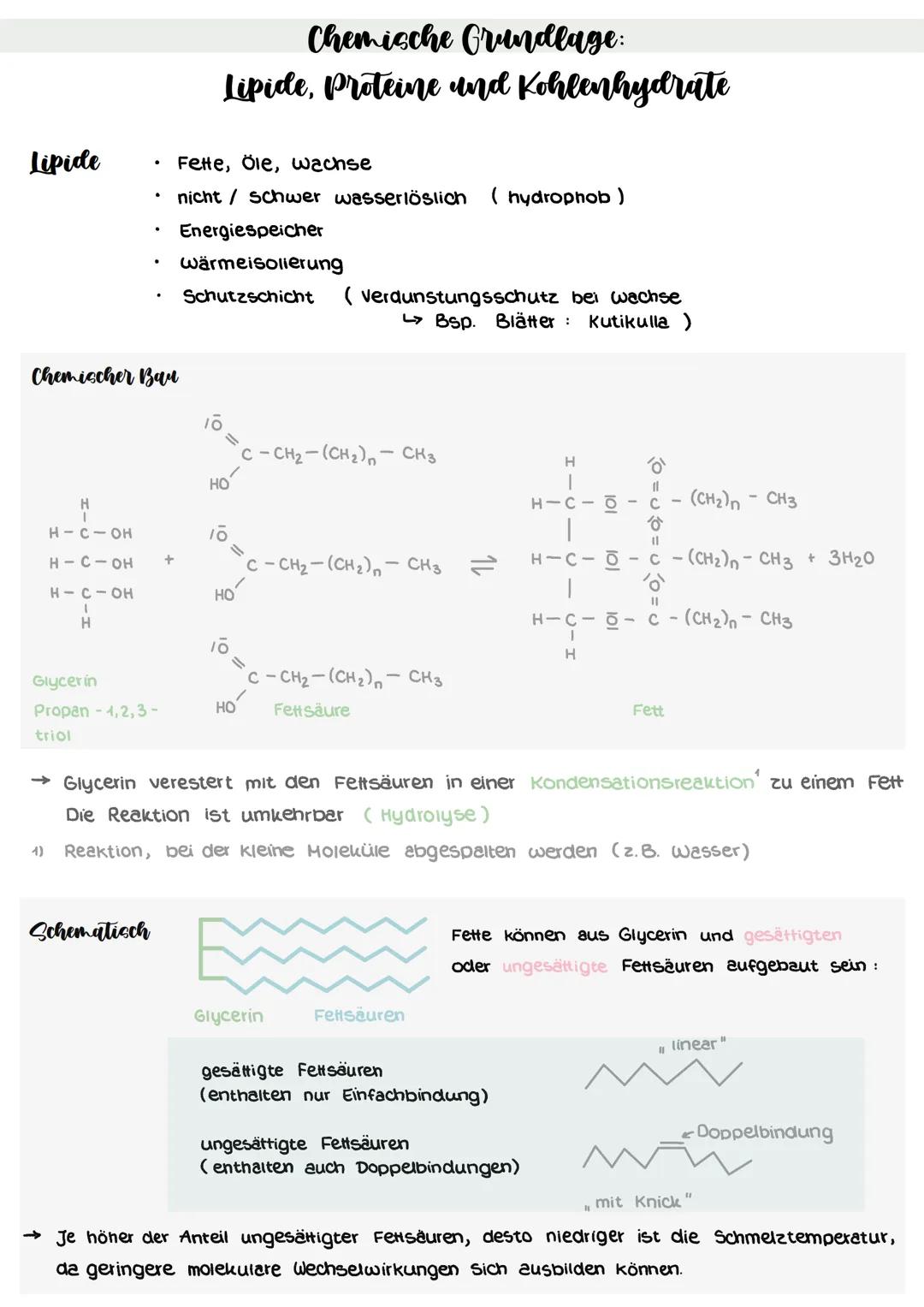 # Chemische Grundlage:
Lipide, Proteine und Kohlenhydrate

Lipide
- Fette, Öle, wachse
- nicht / Schwer wasserlöslich (hydrophob)
- Energies