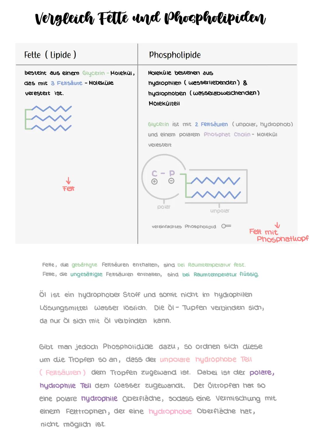 # Chemische Grundlage:
Lipide, Proteine und Kohlenhydrate

Lipide
- Fette, Öle, wachse
- nicht / Schwer wasserlöslich (hydrophob)
- Energies