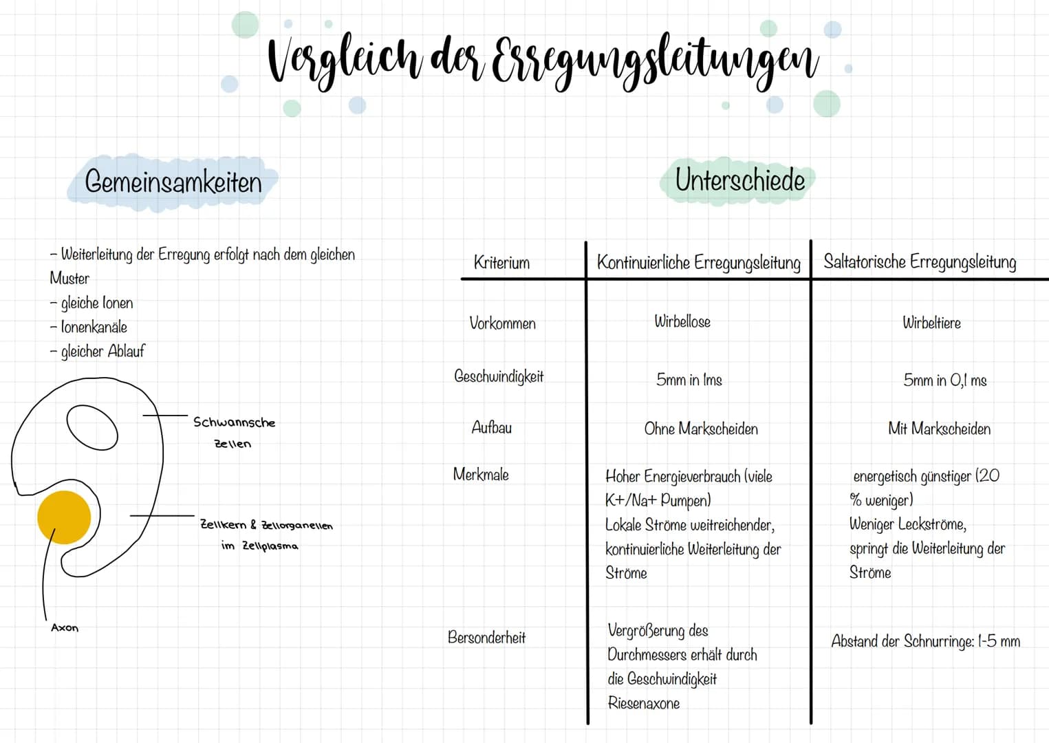 Zellkörper mit
organellen
Aufbau und Funktion der Nervenzelle
AUFBAU
Dendriten
Zellkern
Soma
Axonnigel
Ranvier-Schnurringe
Schwannsche Zelle