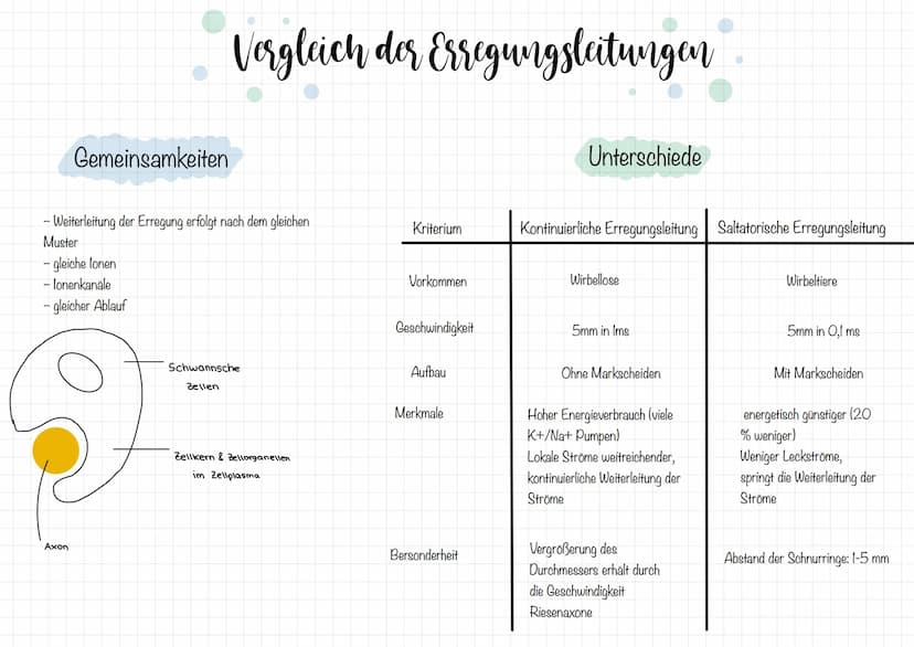 Zellkörper mit
organellen
Aufbau und Funktion der Nervenzelle
AUFBAU
Dendriten
Zellkern
Soma
Axonnigel
Ranvier-Schnurringe
Schwannsche Zelle