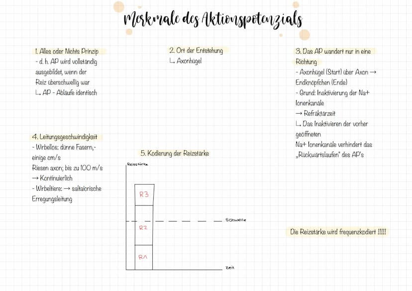 Zellkörper mit
organellen
Aufbau und Funktion der Nervenzelle
AUFBAU
Dendriten
Zellkern
Soma
Axonnigel
Ranvier-Schnurringe
Schwannsche Zelle