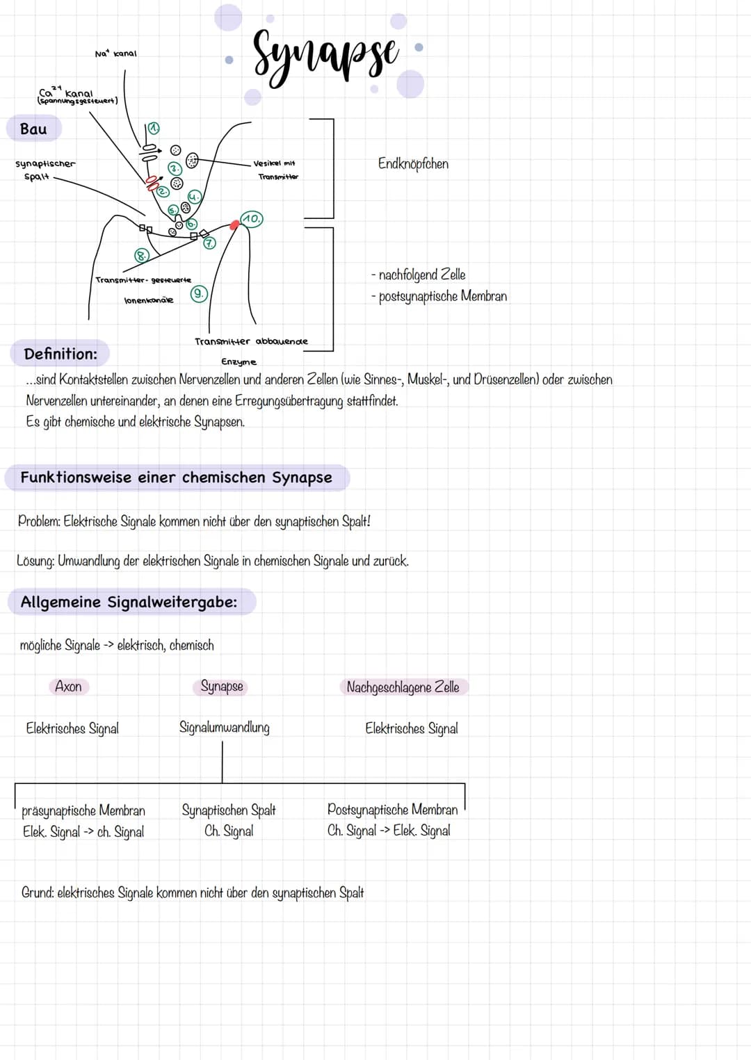 Zellkörper mit
organellen
Aufbau und Funktion der Nervenzelle
AUFBAU
Dendriten
Zellkern
Soma
Axonnigel
Ranvier-Schnurringe
Schwannsche Zelle
