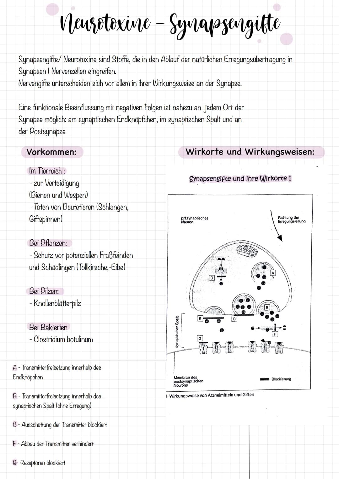 Zellkörper mit
organellen
Aufbau und Funktion der Nervenzelle
AUFBAU
Dendriten
Zellkern
Soma
Axonnigel
Ranvier-Schnurringe
Schwannsche Zelle