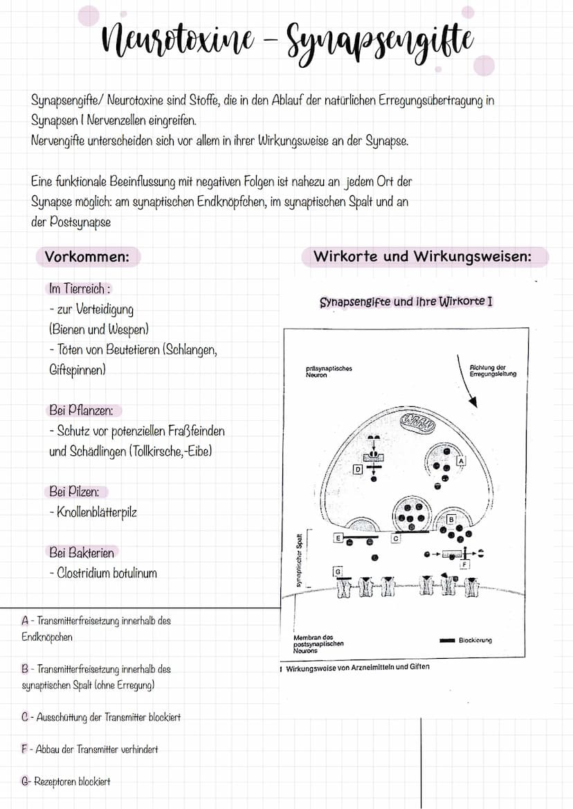 Zellkörper mit
organellen
Aufbau und Funktion der Nervenzelle
AUFBAU
Dendriten
Zellkern
Soma
Axonnigel
Ranvier-Schnurringe
Schwannsche Zelle