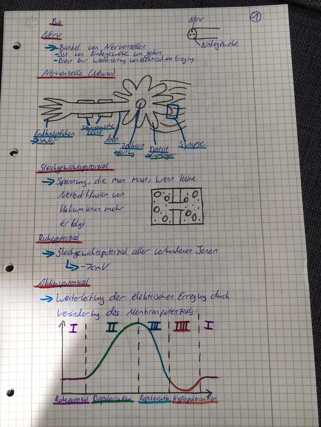 O
C
Nerv
→-Bündel con Nervenzellen
-Ist Lon Bindegewebe con geben.
-Dient zur Weiterlesting con elektrischen Erreging
Nervenzelle (Newan)
S
