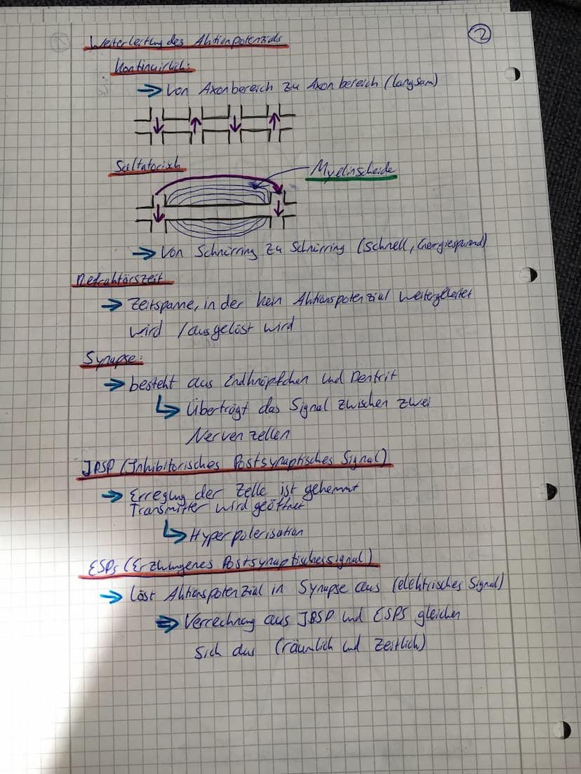 O
C
Nerv
→-Bündel con Nervenzellen
-Ist Lon Bindegewebe con geben.
-Dient zur Weiterlesting con elektrischen Erreging
Nervenzelle (Newan)
S
