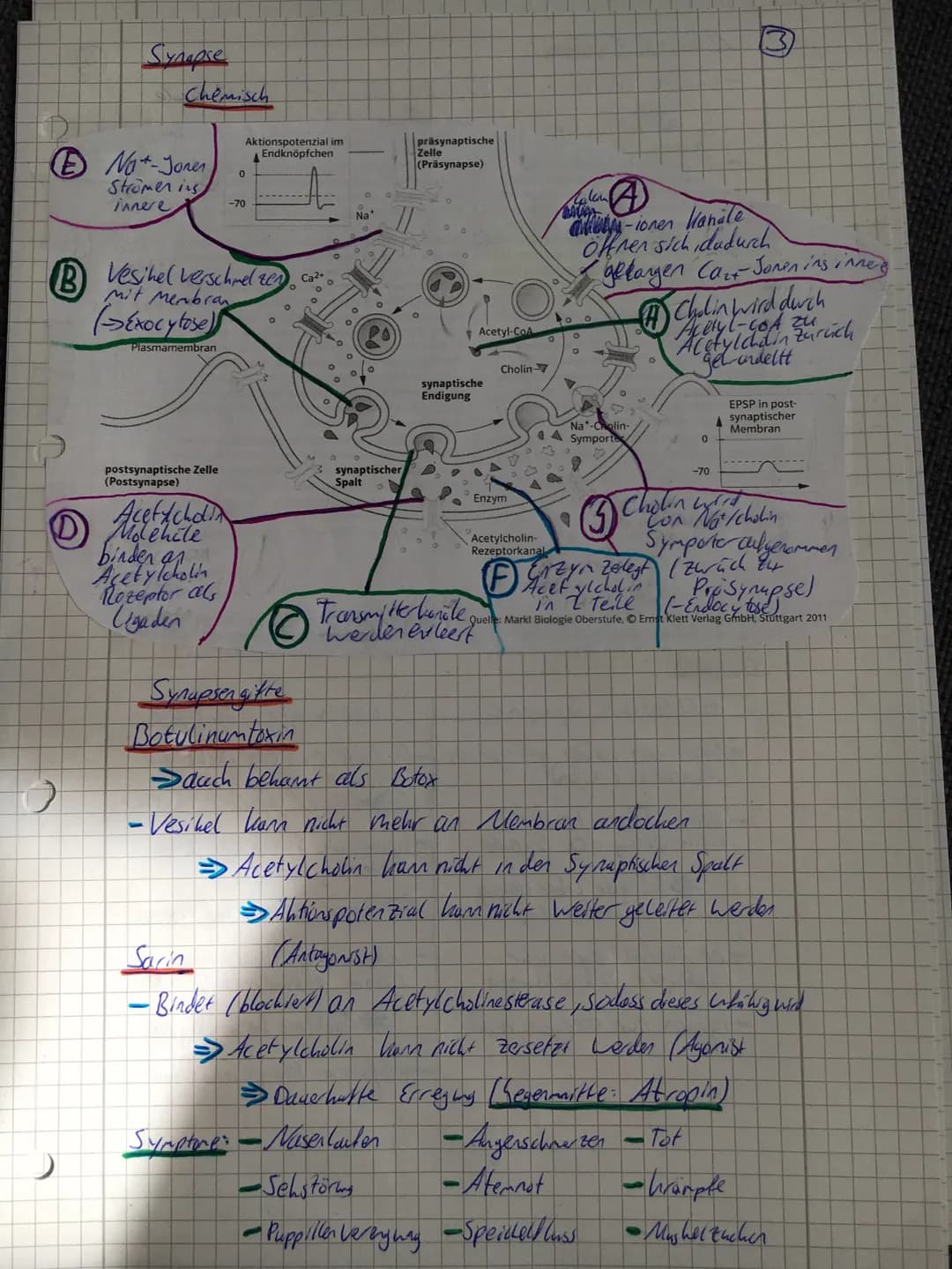 O
C
Nerv
→-Bündel con Nervenzellen
-Ist Lon Bindegewebe con geben.
-Dient zur Weiterlesting con elektrischen Erreging
Nervenzelle (Newan)
S

