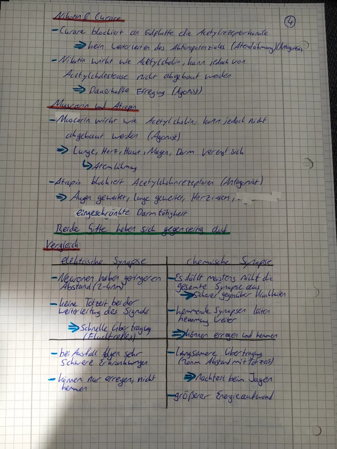 O
C
Nerv
→-Bündel con Nervenzellen
-Ist Lon Bindegewebe con geben.
-Dient zur Weiterlesting con elektrischen Erreging
Nervenzelle (Newan)
S
