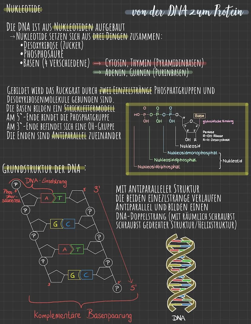 Q.1.1
→AUFBAU DER DNA
(P) 5'-Phosphat-Ende
I
101
Н -с-н
101
(P.
101
H-C-H)
101
O
o
von der DNA zum Protein
WATSON-CRICK MODELL (SCHEMA)
Phos