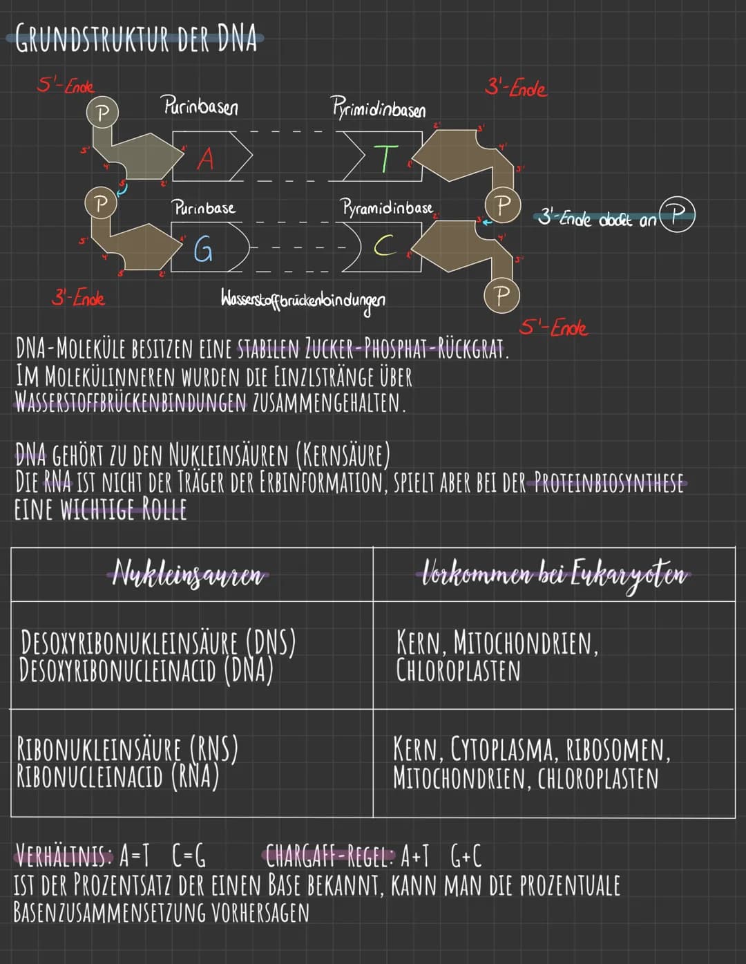 Q.1.1
→AUFBAU DER DNA
(P) 5'-Phosphat-Ende
I
101
Н -с-н
101
(P.
101
H-C-H)
101
O
o
von der DNA zum Protein
WATSON-CRICK MODELL (SCHEMA)
Phos