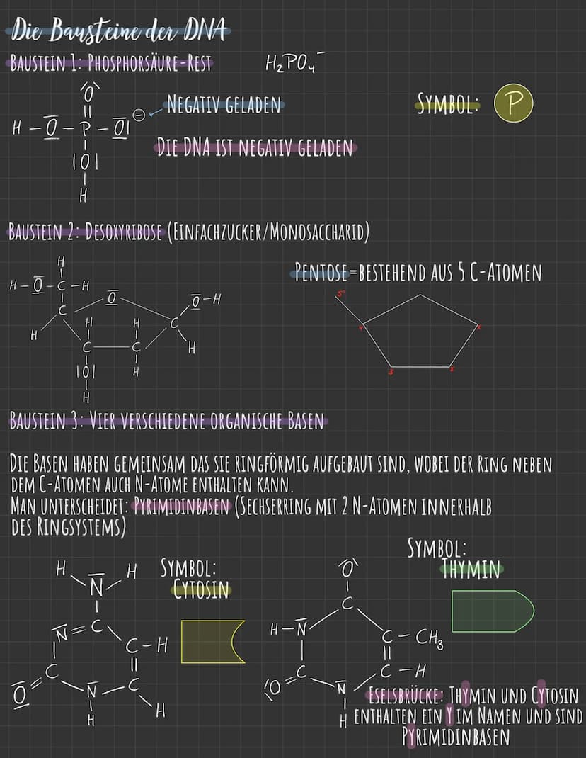 Q.1.1
→AUFBAU DER DNA
(P) 5'-Phosphat-Ende
I
101
Н -с-н
101
(P.
101
H-C-H)
101
O
o
von der DNA zum Protein
WATSON-CRICK MODELL (SCHEMA)
Phos