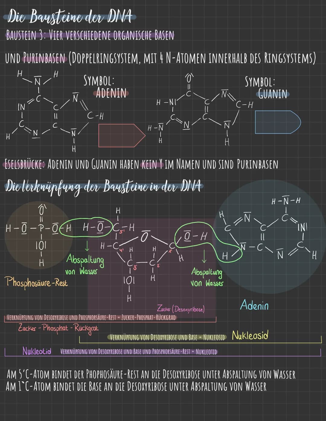 Q.1.1
→AUFBAU DER DNA
(P) 5'-Phosphat-Ende
I
101
Н -с-н
101
(P.
101
H-C-H)
101
O
o
von der DNA zum Protein
WATSON-CRICK MODELL (SCHEMA)
Phos