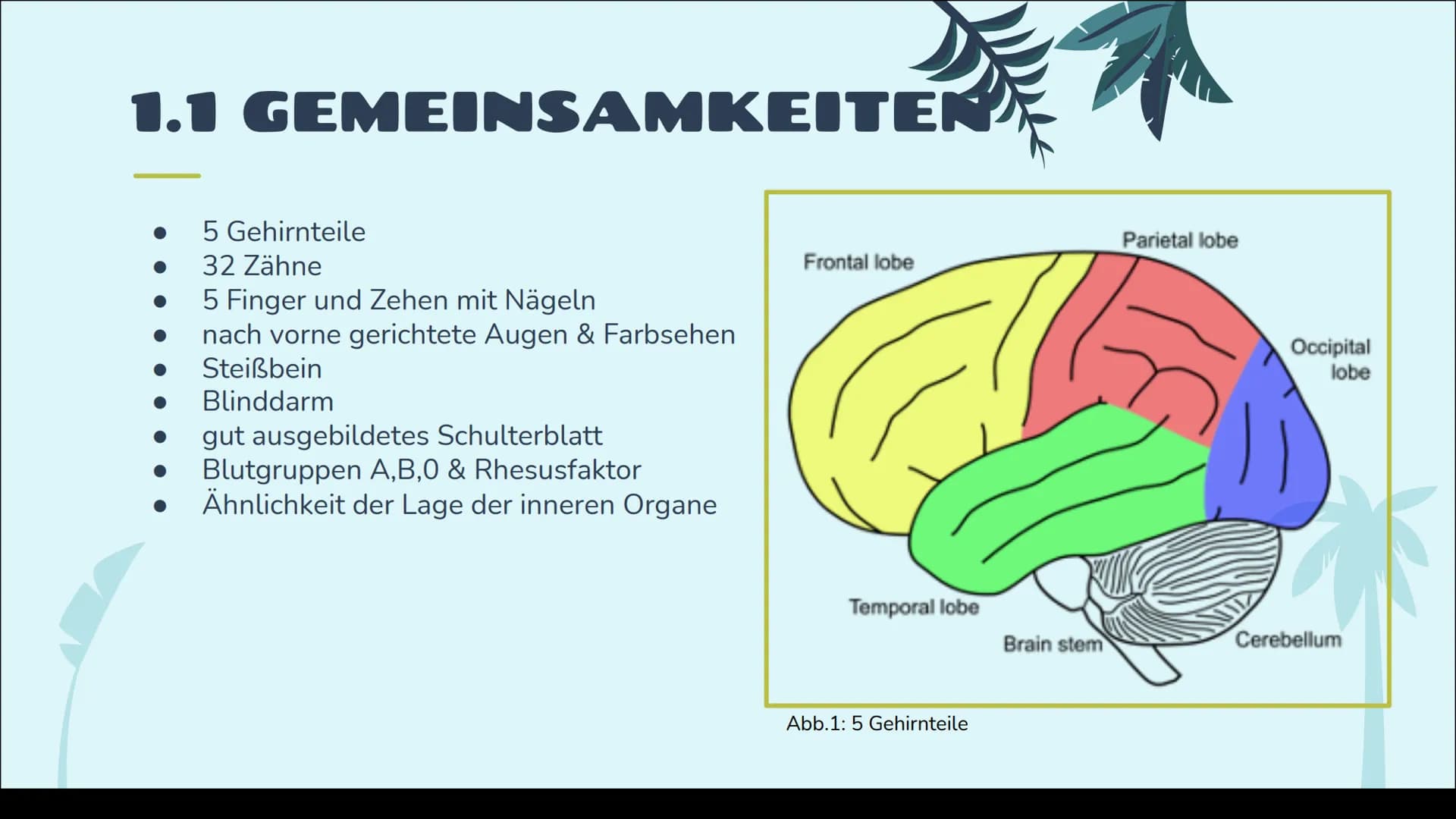 EVOLUTION
DES MENSCHEN
12. Klasse
統 STICHPUNKTZETTEL
Gliederung
1 Vergleich von Menschenaffe und Mensch
1.1 Gemeinsamkeiten
1.2 Unterschiede