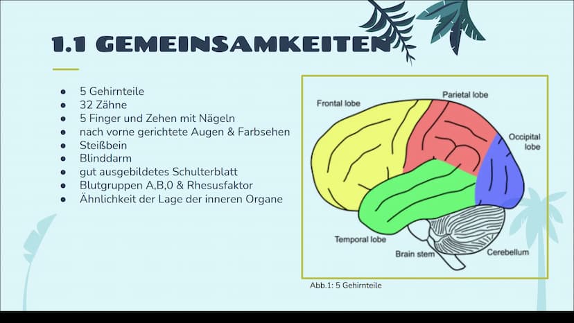 EVOLUTION
DES MENSCHEN
12. Klasse
統 STICHPUNKTZETTEL
Gliederung
1 Vergleich von Menschenaffe und Mensch
1.1 Gemeinsamkeiten
1.2 Unterschiede