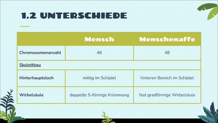 EVOLUTION
DES MENSCHEN
12. Klasse
統 STICHPUNKTZETTEL
Gliederung
1 Vergleich von Menschenaffe und Mensch
1.1 Gemeinsamkeiten
1.2 Unterschiede