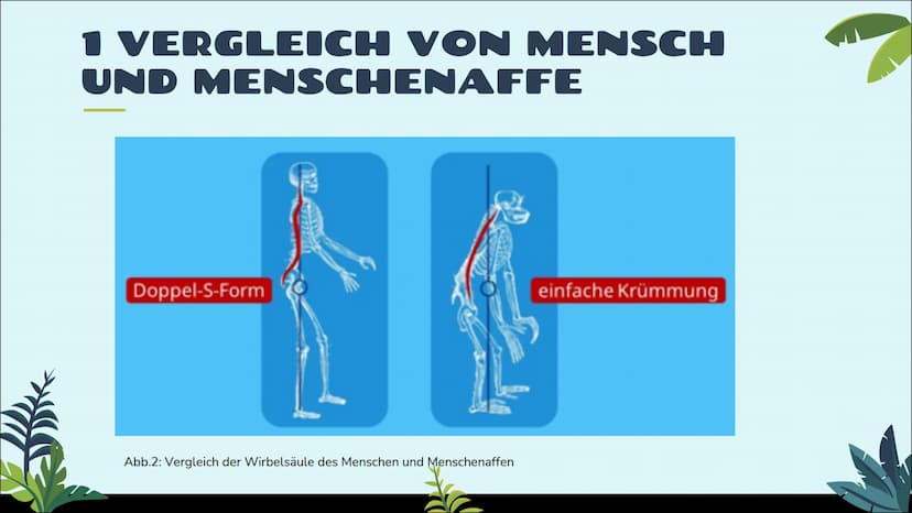 EVOLUTION
DES MENSCHEN
12. Klasse
統 STICHPUNKTZETTEL
Gliederung
1 Vergleich von Menschenaffe und Mensch
1.1 Gemeinsamkeiten
1.2 Unterschiede