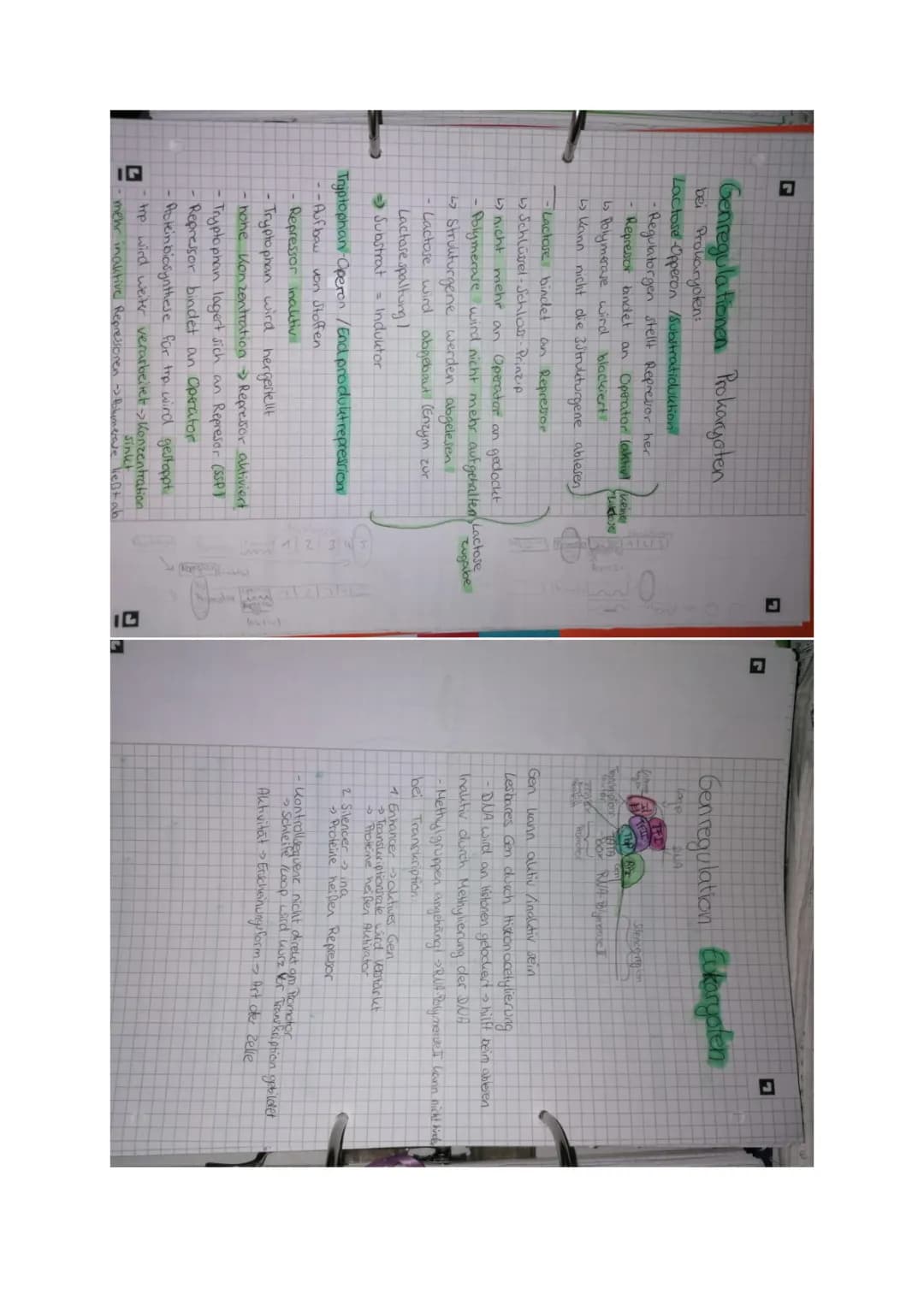 Genregulation